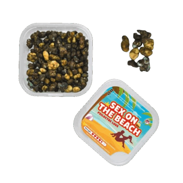 Sex on the Beach Zaubertrüffel aus der Packung – frische Psilocybin-Sklerotien