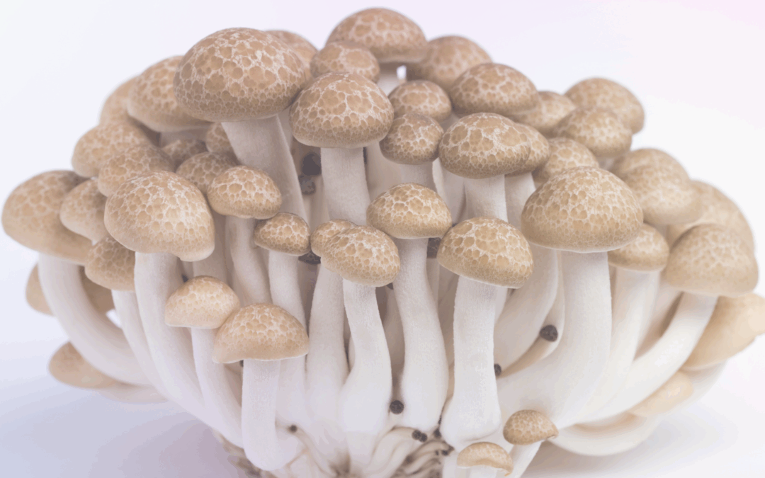 Erreurs courantes avec les kits de culture de champignons (et comment les éviter)