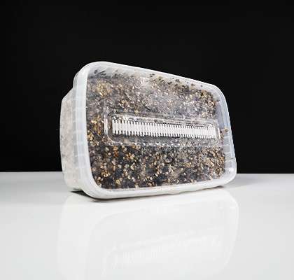Kit per la coltivazione di funghi allucinogeni, confezionato in un sacchetto di plastica con clip di chiusura.