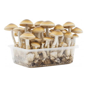 golden-teacher-growkit-1200cc-magic-mushrooms-square