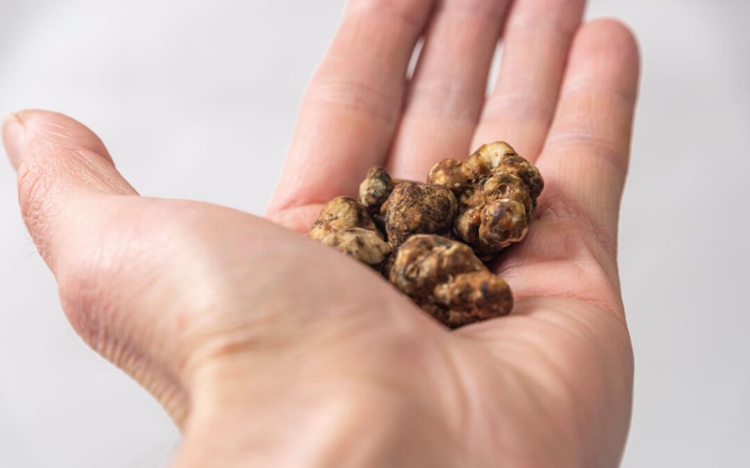 Explication des truffes magiques : ce qu’elles sont et pourquoi elles sont légales