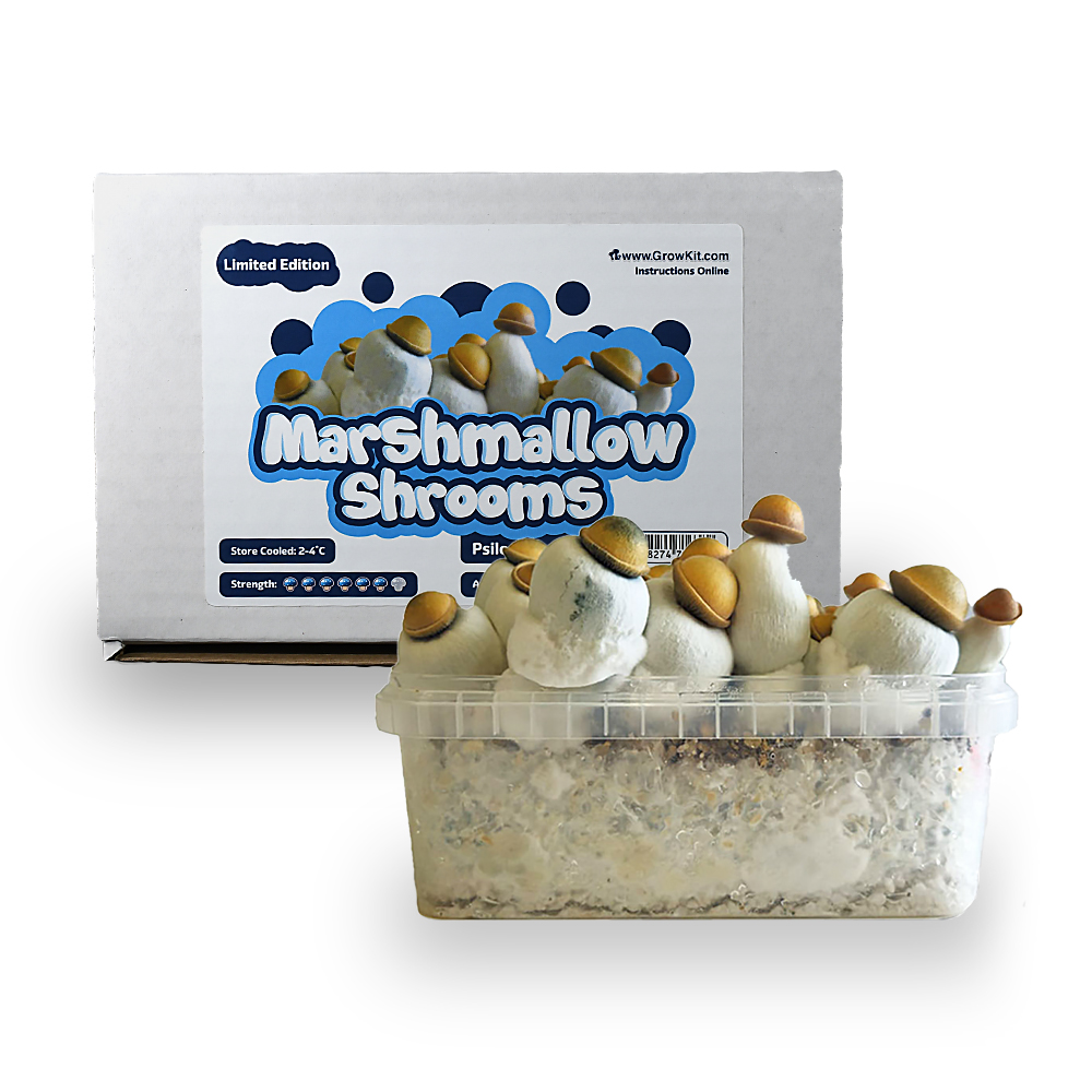 Kit de culture Marshmallow Shrooms 1200 cc avec sa boîte – kit complet prêt à cultiver