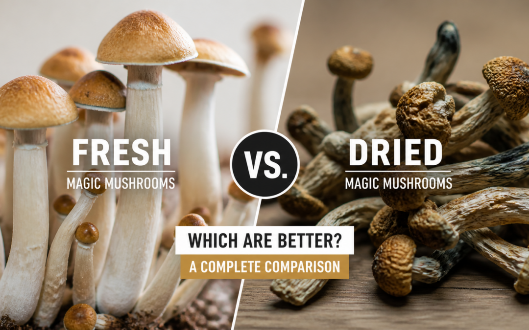 Champignons magiques frais ou séchés : puissance, dosage et conservation (2026)