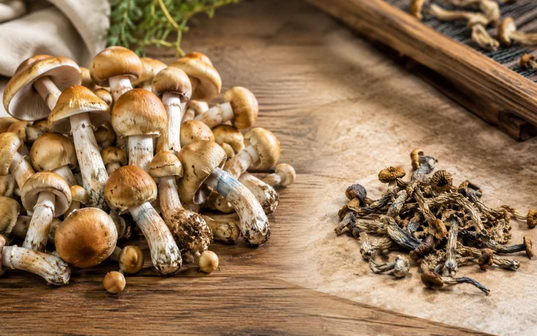 Combien de poids perdent les champignons lorsqu'ils sont séchés ? La réponse complète