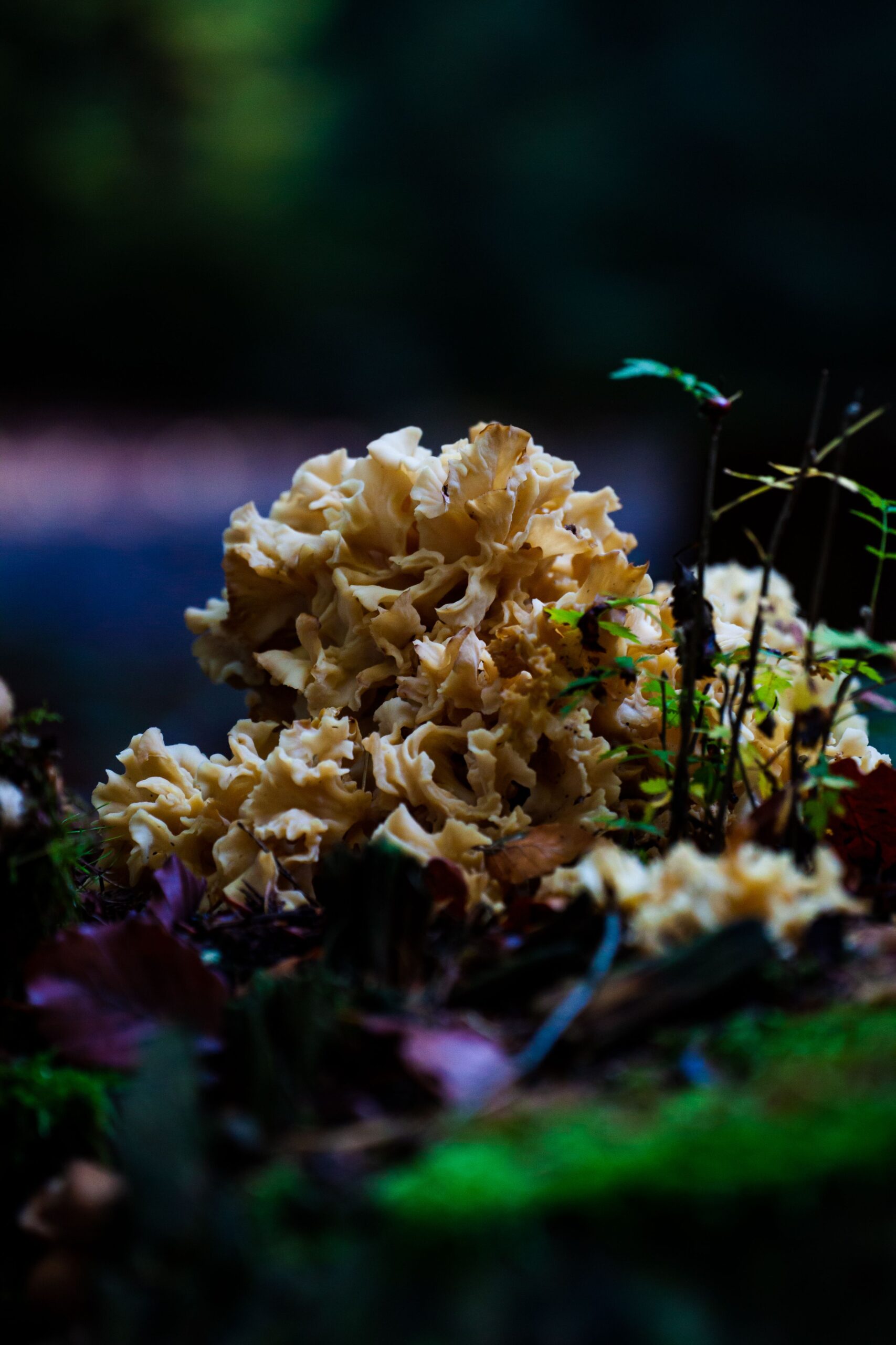 Maitake-Pilz
