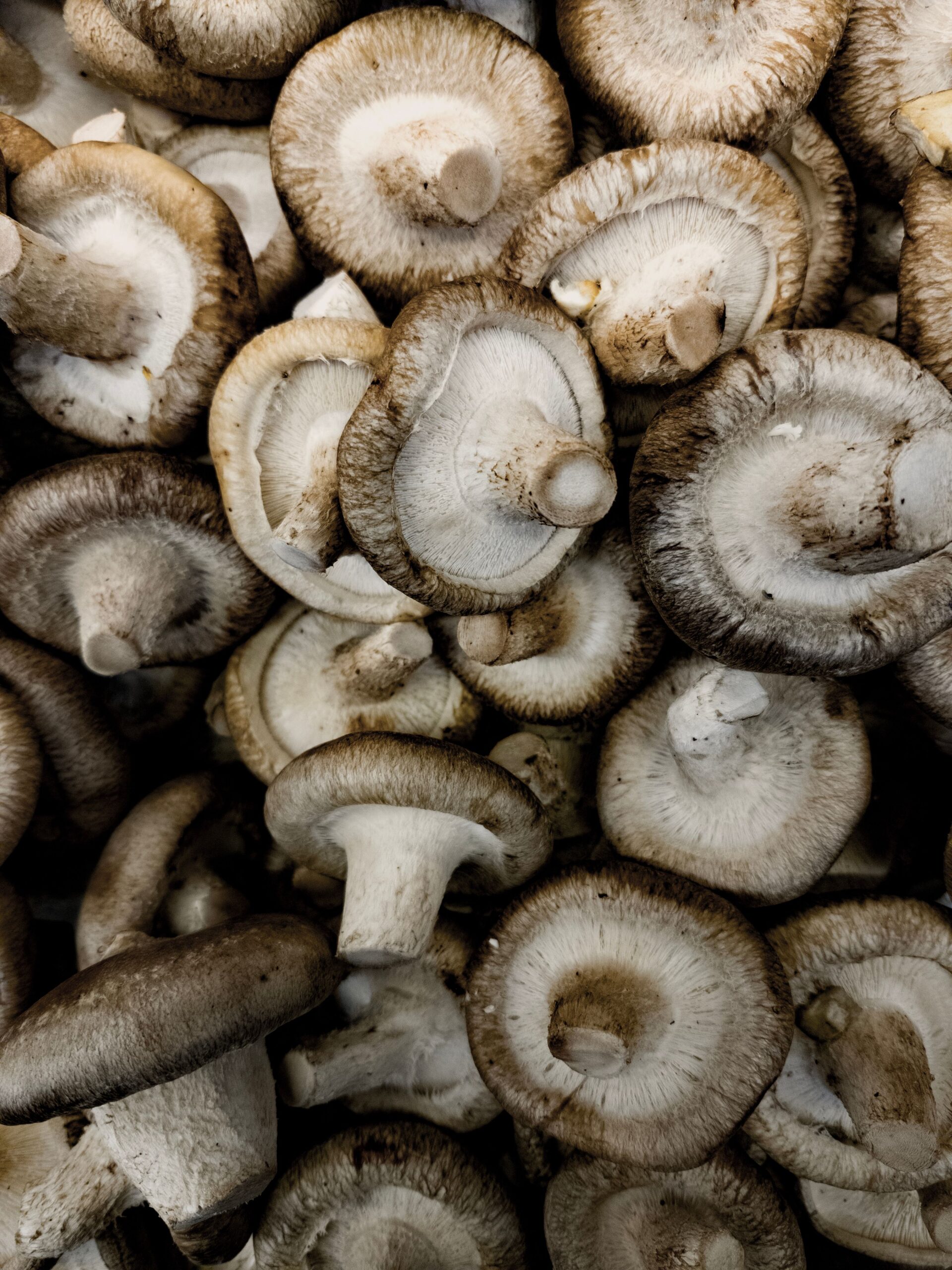 Shiitake-Pilze