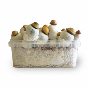 Kit per la coltivazione di funghi Marshmallow Shrooms con funghi magici completamente sviluppati e pronti per il raccolto.