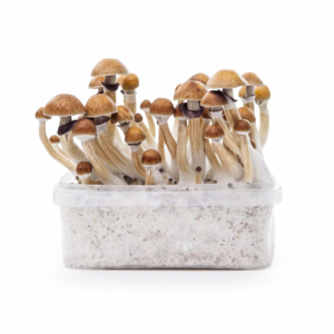 Kit di coltivazione McKennaii da 1200 cc con funghi allucinogeni completamente sviluppati e pronti per la raccolta.
