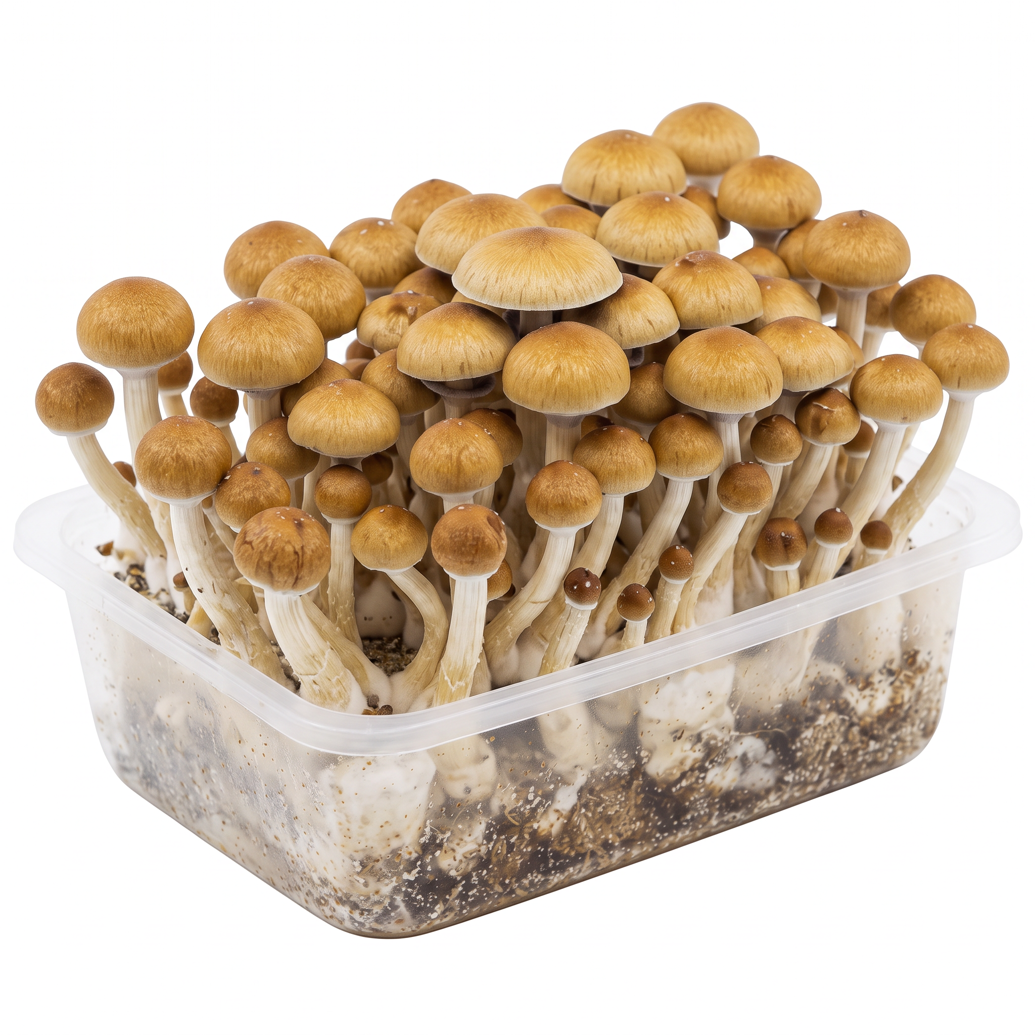 Kit di coltivazione messicano da 1200 cc con funghi allucinogeni completamente sviluppati e pronti per il raccolto.